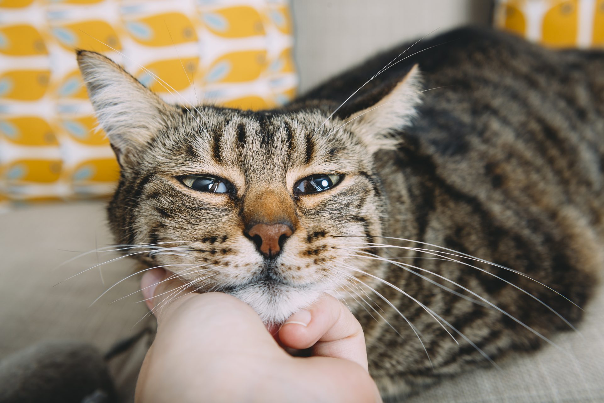 La Ciencia Responde: ¿por Qué Ronronean Los Gatos?