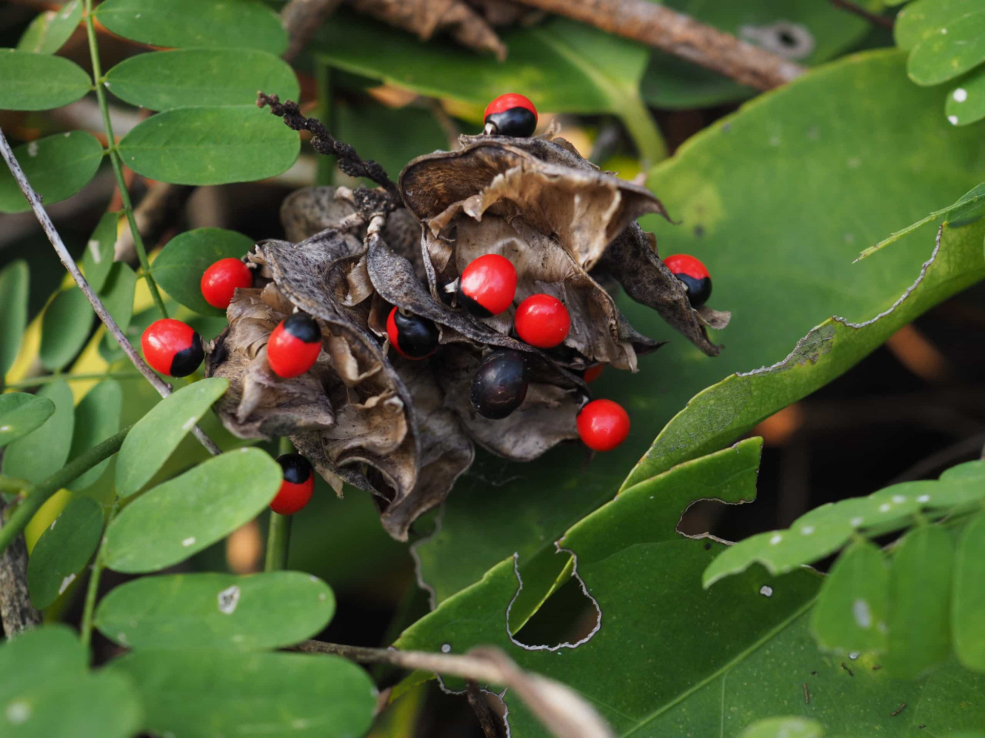 These plants and flowers can kill you