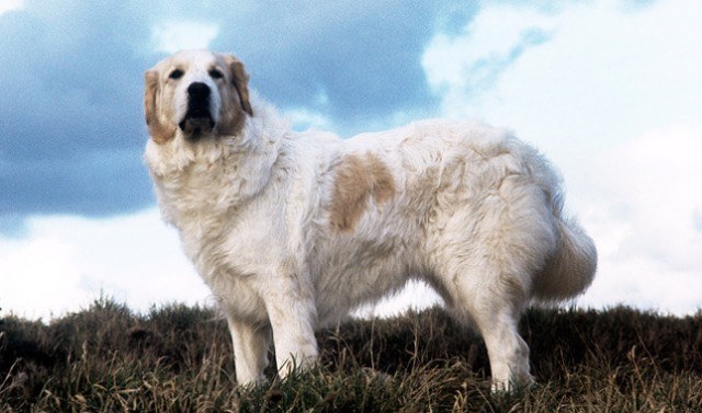 20 Loyal Dog Breeds That Will Never Leave Your Side