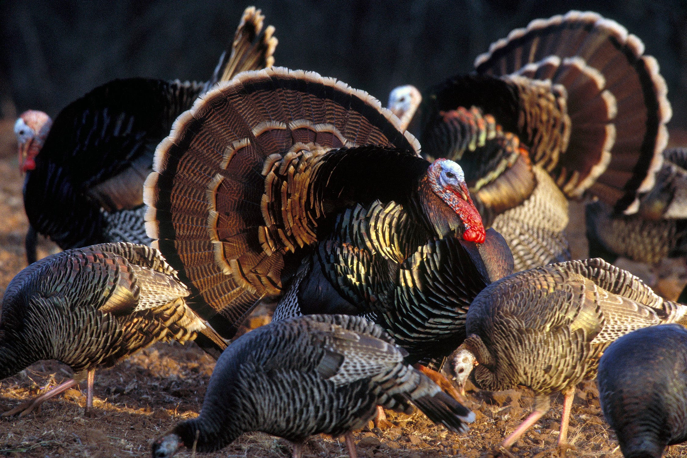 Индюк домашняя птица. Wild Turkey индюк. Индюк индюшка и индюшонок. Отряд куриные семейство индейковые. Индюшата отряд Курообразные.