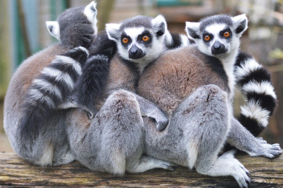 Edinburgh Zoo Animals: 10 amazing animals you can still see now the