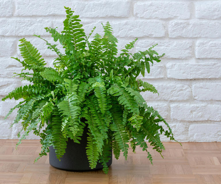 How to propagate a Boston fern – and bring an explosion of foliage to ...