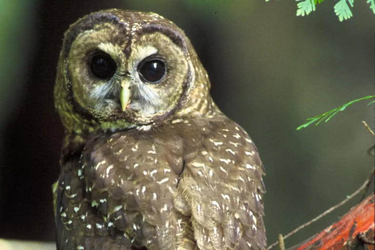 USFWS image of a northern spotted owl. John and Karen Hollingsworth/USFWS