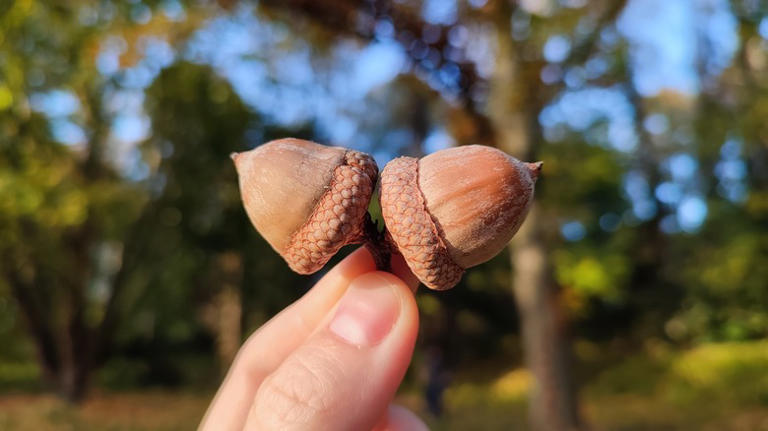 Can You Eat Wild Acorns?