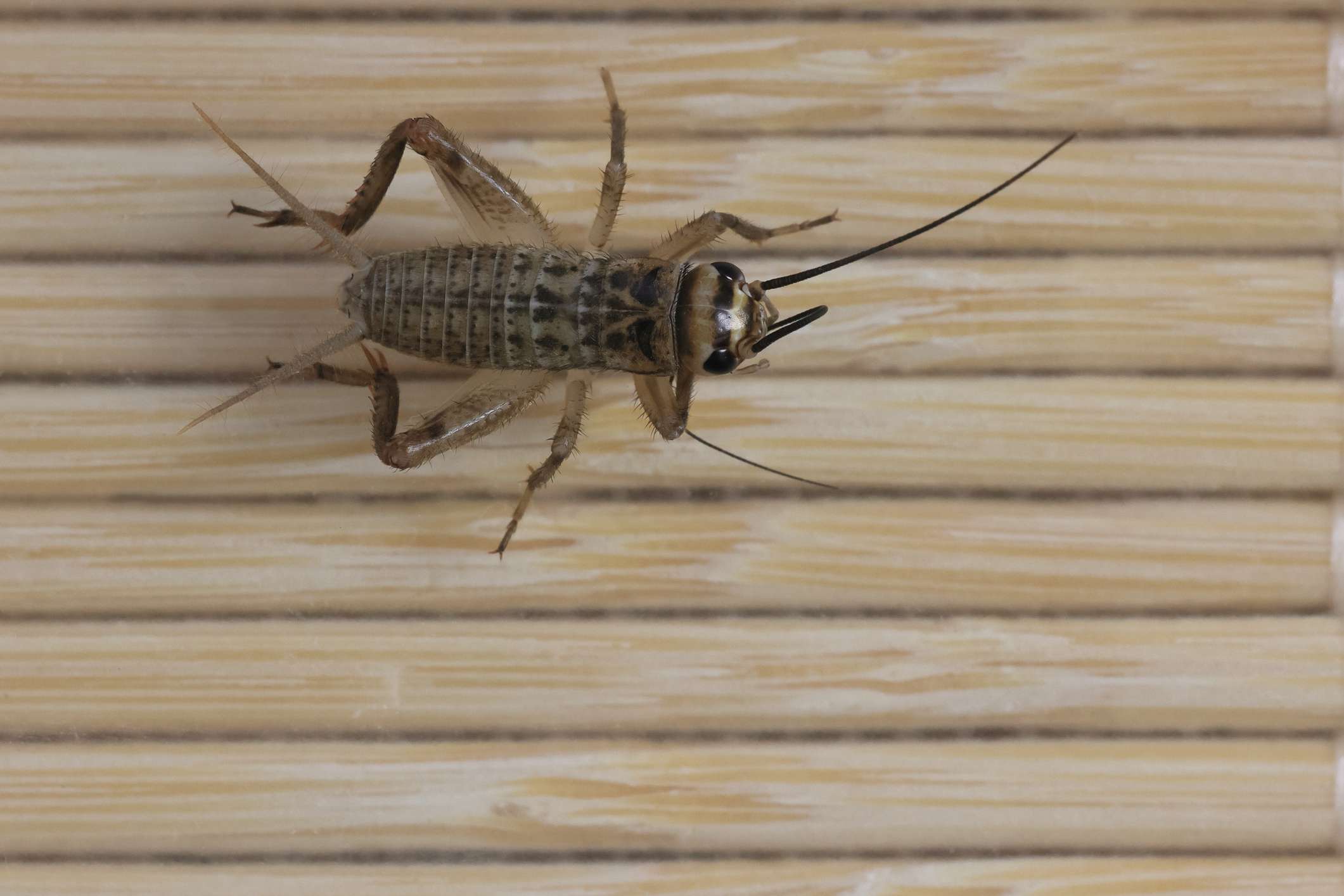 7 Easy Ways to Get Rid of Crickets Inside Your House