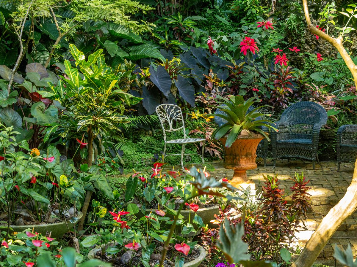 Hunte's Gardens in Barbados, displaying lush greenery, diverse plants, and well-maintained pathways winding through a tropical paradise.