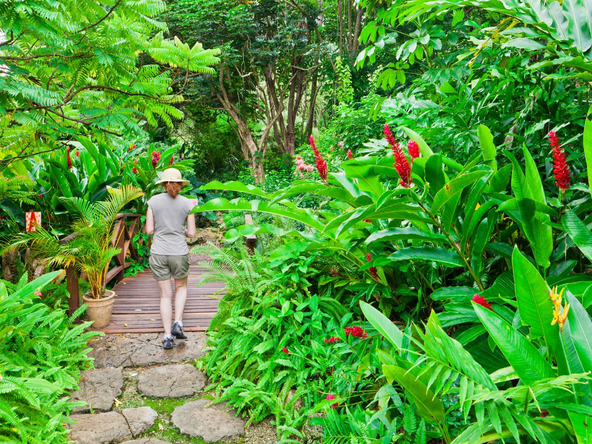 A girl strolling through the lush Andromeda Botanic Gardens in Barbados, surrounded by vibrant tropical flora, this picturesque garden offers a peaceful retreat filled with exotic flowers, ferns, and towering palm trees.