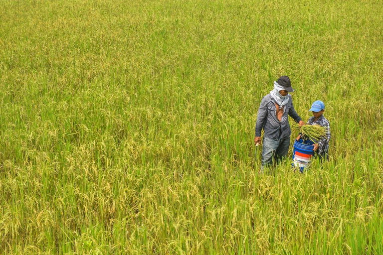 A farmer and his grandson work in a paddy field in Baliuag, Bulacan on July 10, 2022. Maria Tan/ AFP
