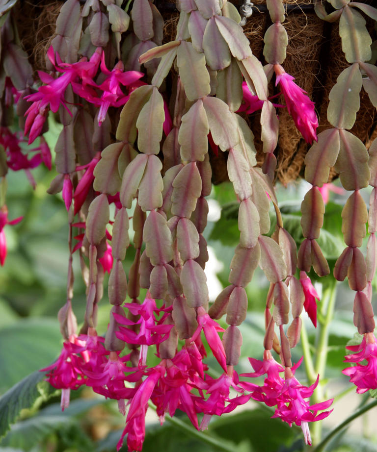 5 Christmas cactus pests – and how to treat them