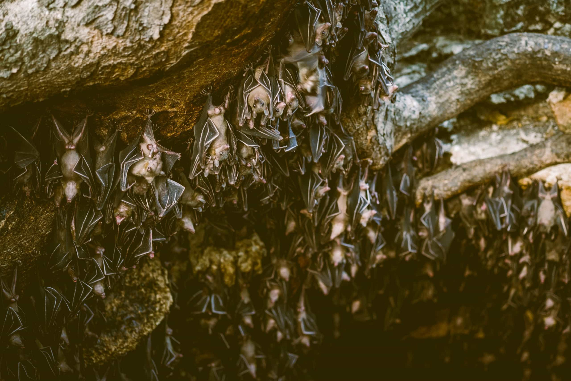 The secret life of bats