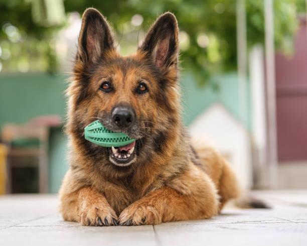 Exploring the Unique Traits of German Shepherds