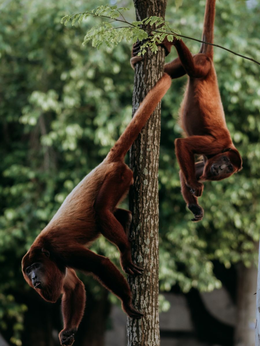 <p>A unique experience to embark on while visiting Belize City is to take a small road trip to the Community Baboon Sanctuary where you can see countless howler monkeys roam.</p>