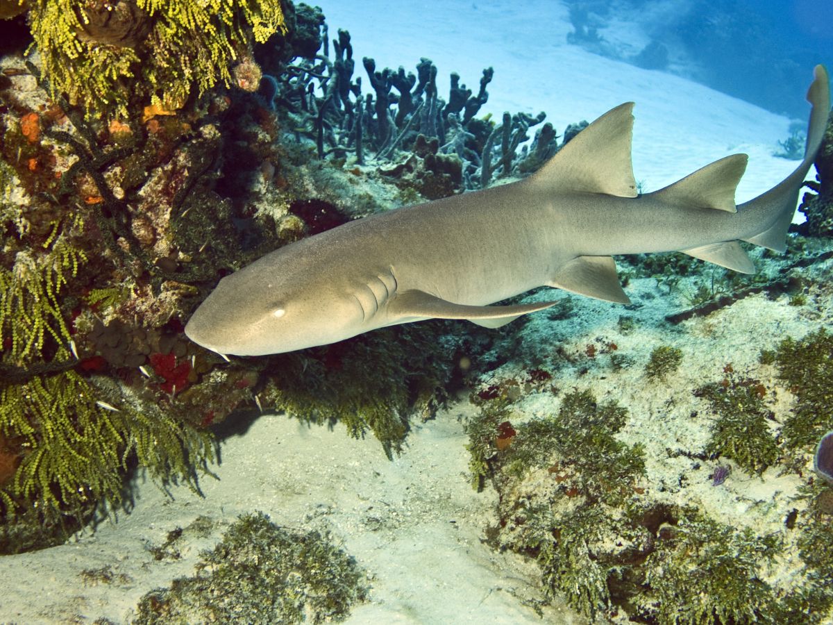 <p>An unforgettable and exhilarating activity to consider during your visit to Belize is swimming with nurse sharks. This thrilling opportunity allows you to swim alongside the second-largest barrier reef and witness sharks up close.</p>