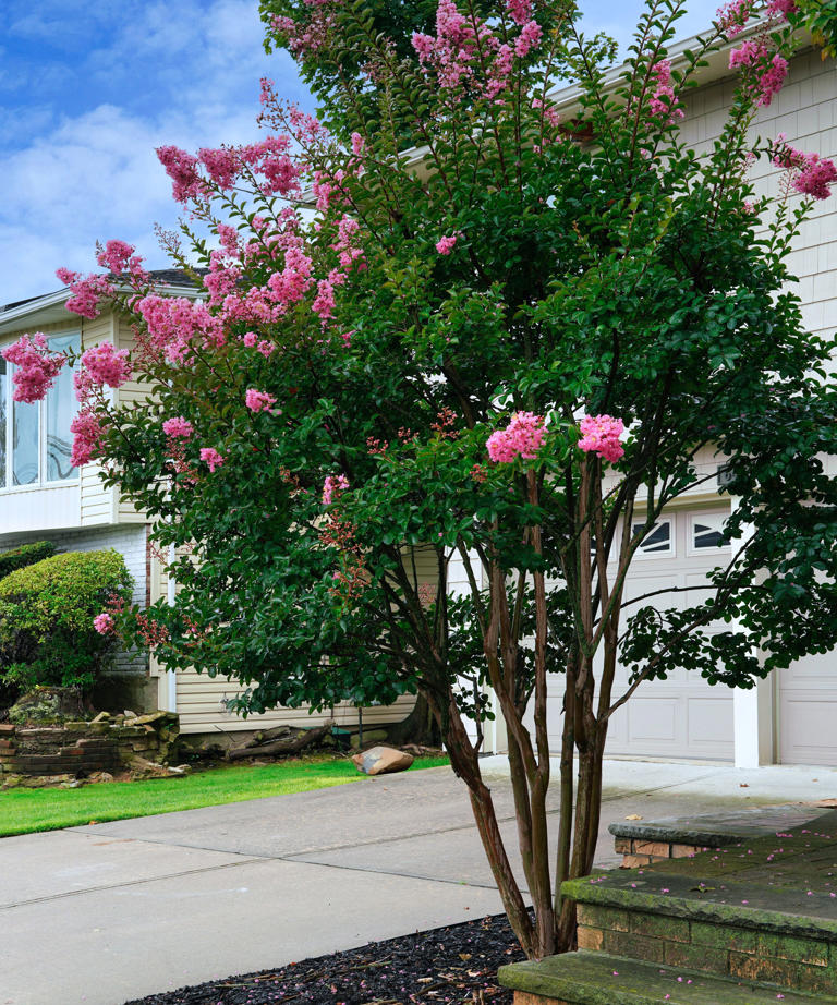9 of the best trees to plant close to a house and which ones to avoid