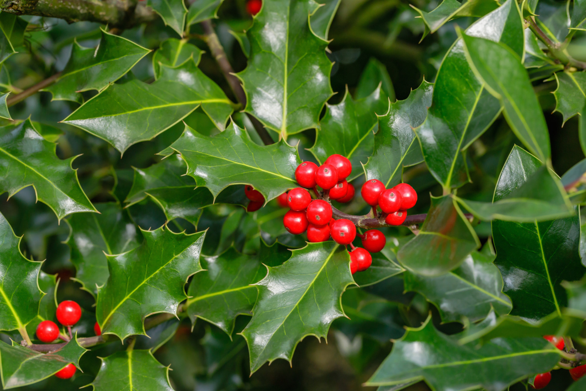 Holly tree. Английский падуб. Падуб роща.