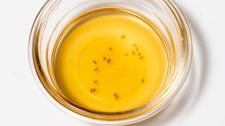 Vinegar Vs Fly Traps Which Should You Use To Get Rid Of These Tiny Pests   AA1lEsl5.img