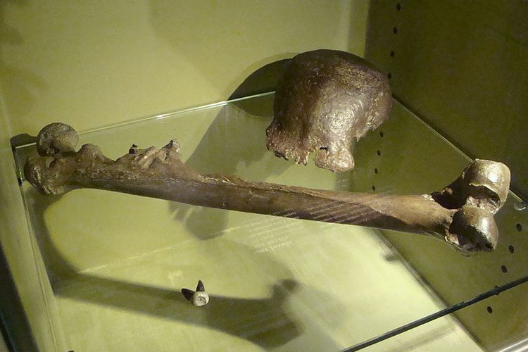 fosil manusia purba yang ditemukan eugene dubois di trinil pada tahun 1890 itu kemudian diberi nama ini