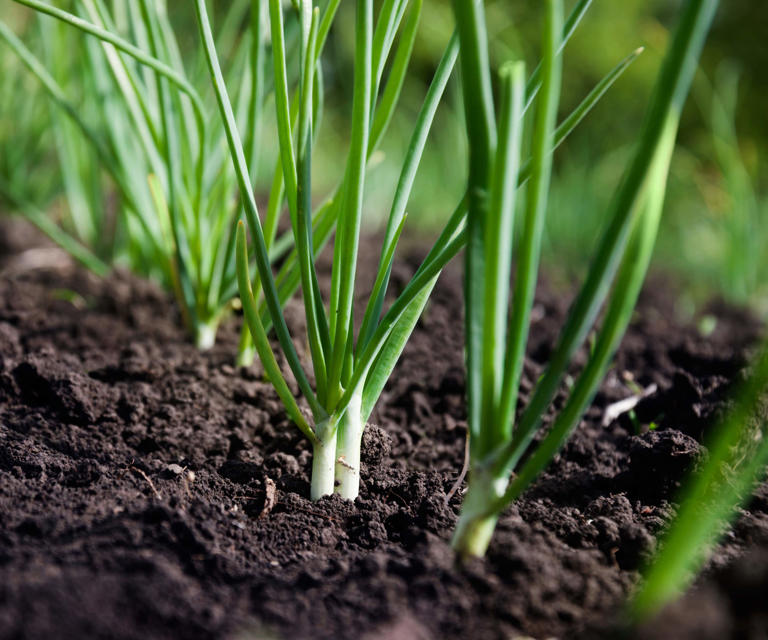 How to grow green onions sow these simple vegetables every few weeks