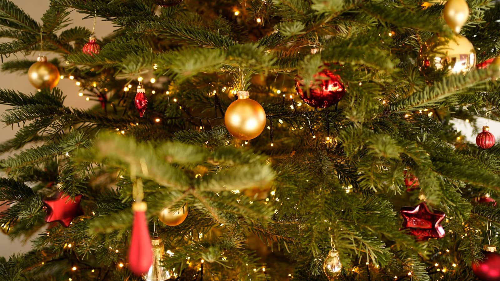 Noël passé, voici comment jeter proprement son sapin en Dracénie - Var-Matin