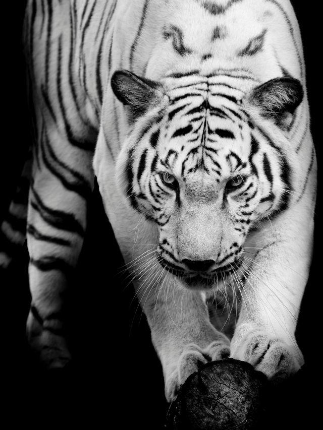 You’ve seen white tigers in your dream and you’re curious about the meaning, aren’t you? It’s not as random as you think. Animals symbolize various aspects of our subconscious mind and white tigers are no different. These majestic creatures are magical symbols in our dreams, often signifying power, fear, healing, and more. Let’s delve into …