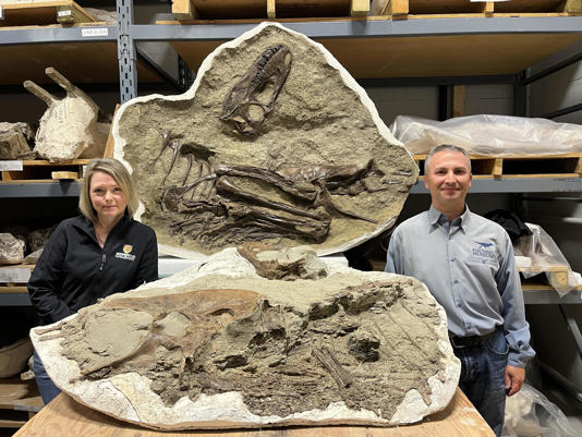 Francois Therrien and Darla Zelenitsky are seen by a gorgosaurus fossil with  preserved stomach contents. / Credit: Royal Tyrrell Museum of Paleontology