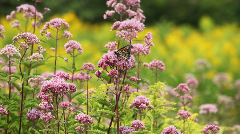 How To Get Free Milkweed Seeds For A Stunning Butterfly Garden