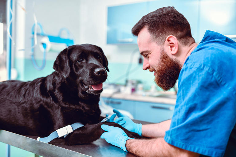 Does Pet Insurance Cover Emergency Surgery