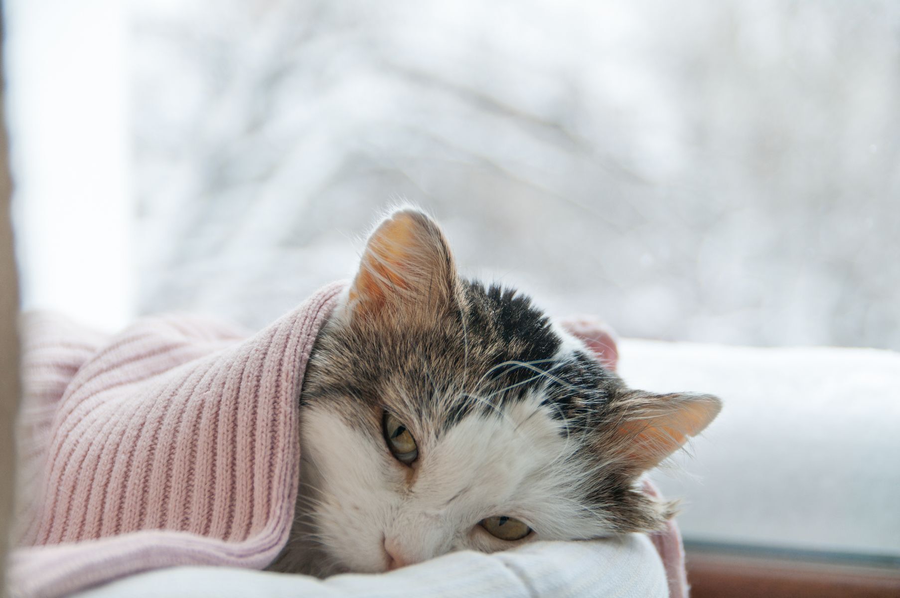 20 signs your cat is sick and needs to see a vet 