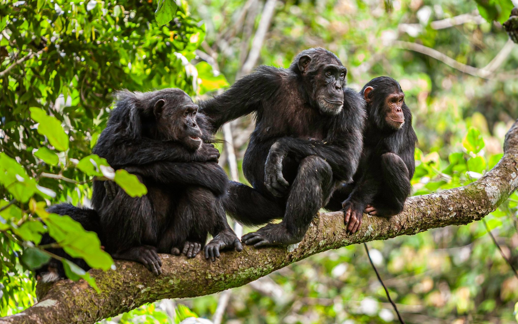 Верхняя обезьян. Шимпанзе в Африке. Бонобо обезьяна. Джунгли Африки шимпанзе. Обезьяны бонобо жизнь.