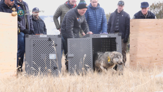 colorado releases 5 wolves under controversial program