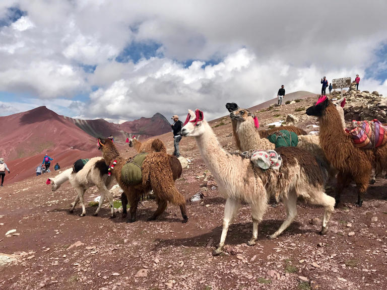 Llamas have been raised in Peru since the Incan empire. Zoe Ettinger