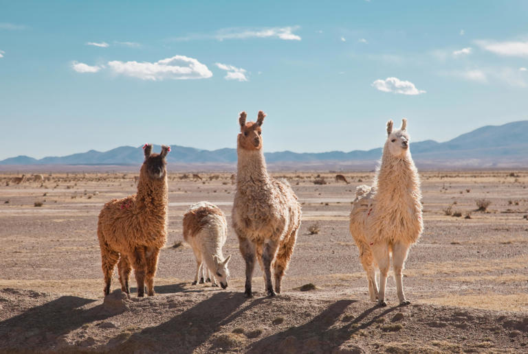 Llama poop is very nutrient dense, and therefore can help fertilize barren ground. Kathrin Ziegler/Getty Images