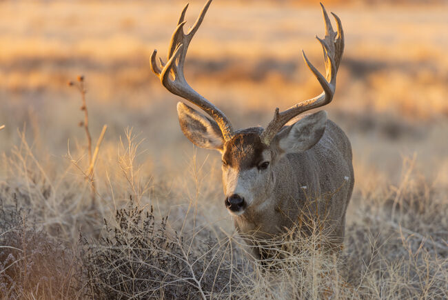 67-Year-Old Colorado Woman Gored By Deer Outside Her Home