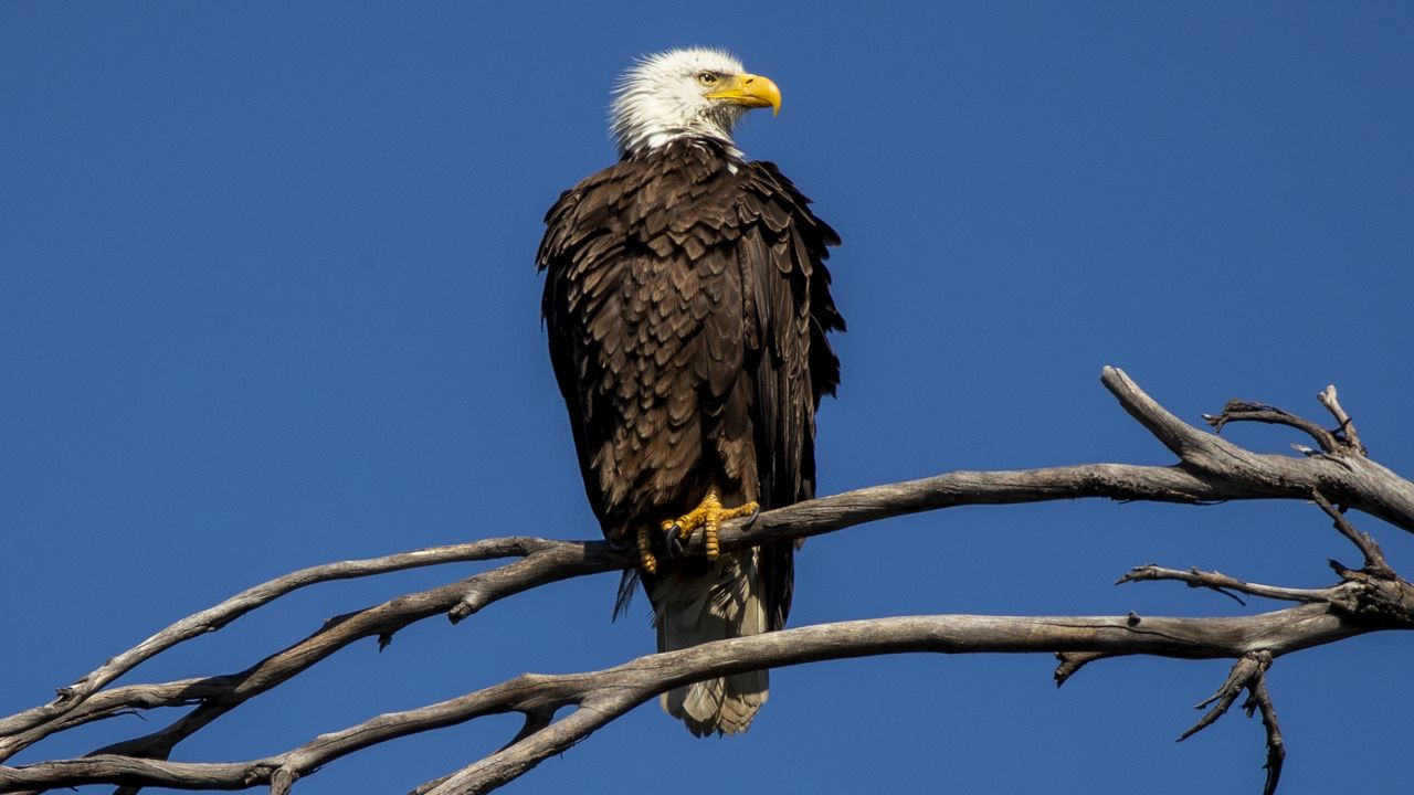 Ohio's Endangered Species Act success stories