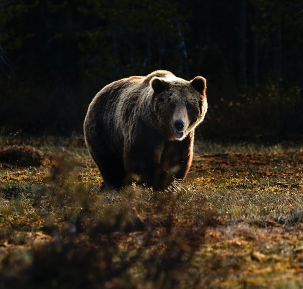 affamé, un ours traîne le corps d’un homme accidenté dans les bois