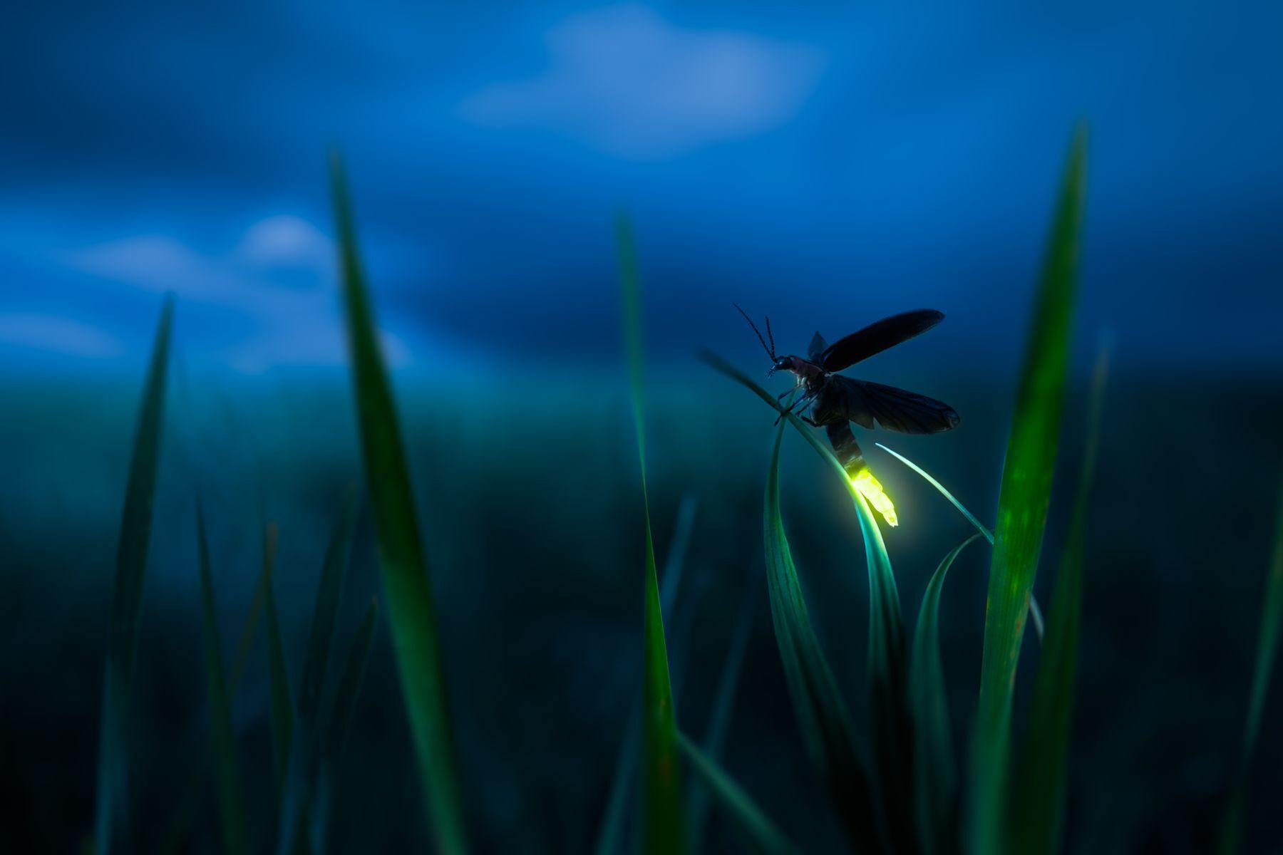 Bioluminescent organisms: 15 incredible glowing species