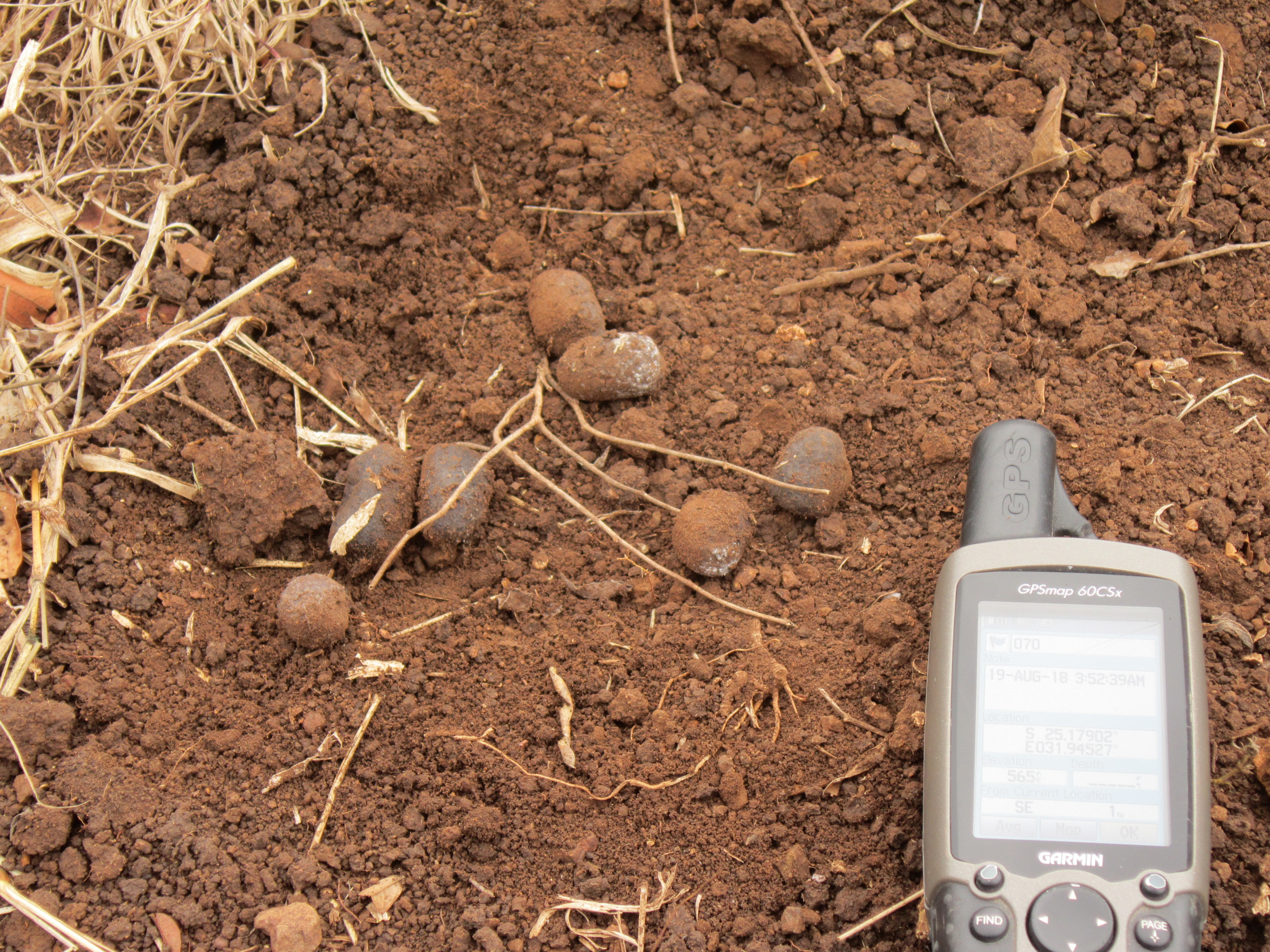 Scientists Collect Elusive Aardvarks' Poop To Reveal Climate Change Effect