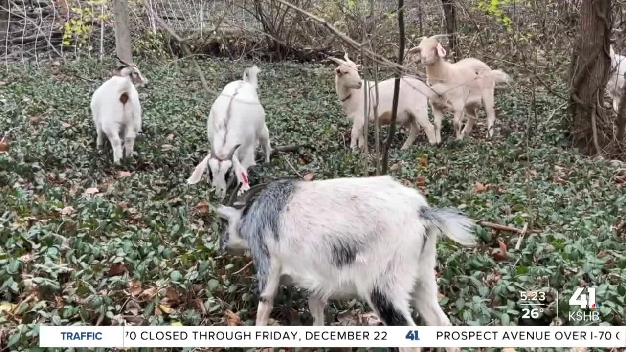 Goats Keep Kessler Park Intact By Eating Invasive Plants