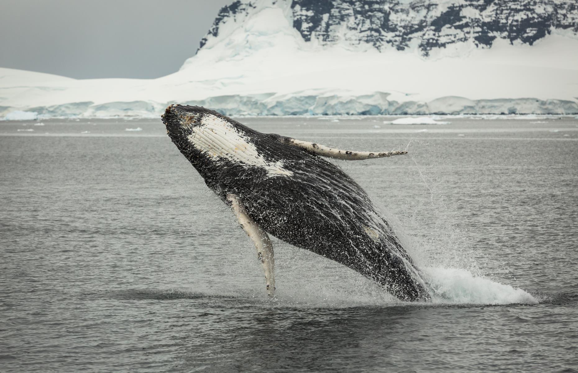 Inside the top secret battle to own Antarctica