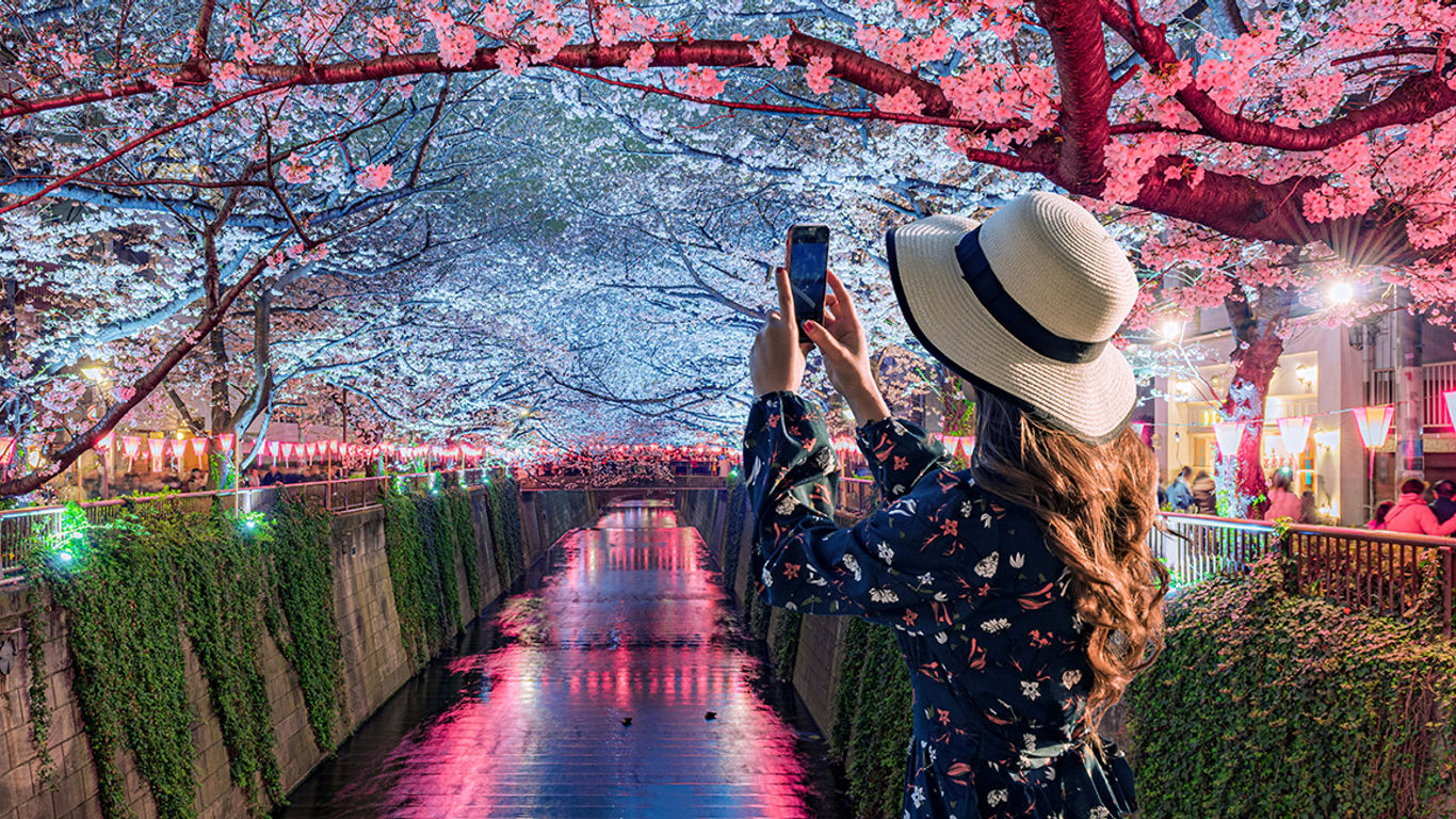 Cherry Blossoms In Japan Air Canada Expands Spring 2024 Capacity   AA1lKGDp.img