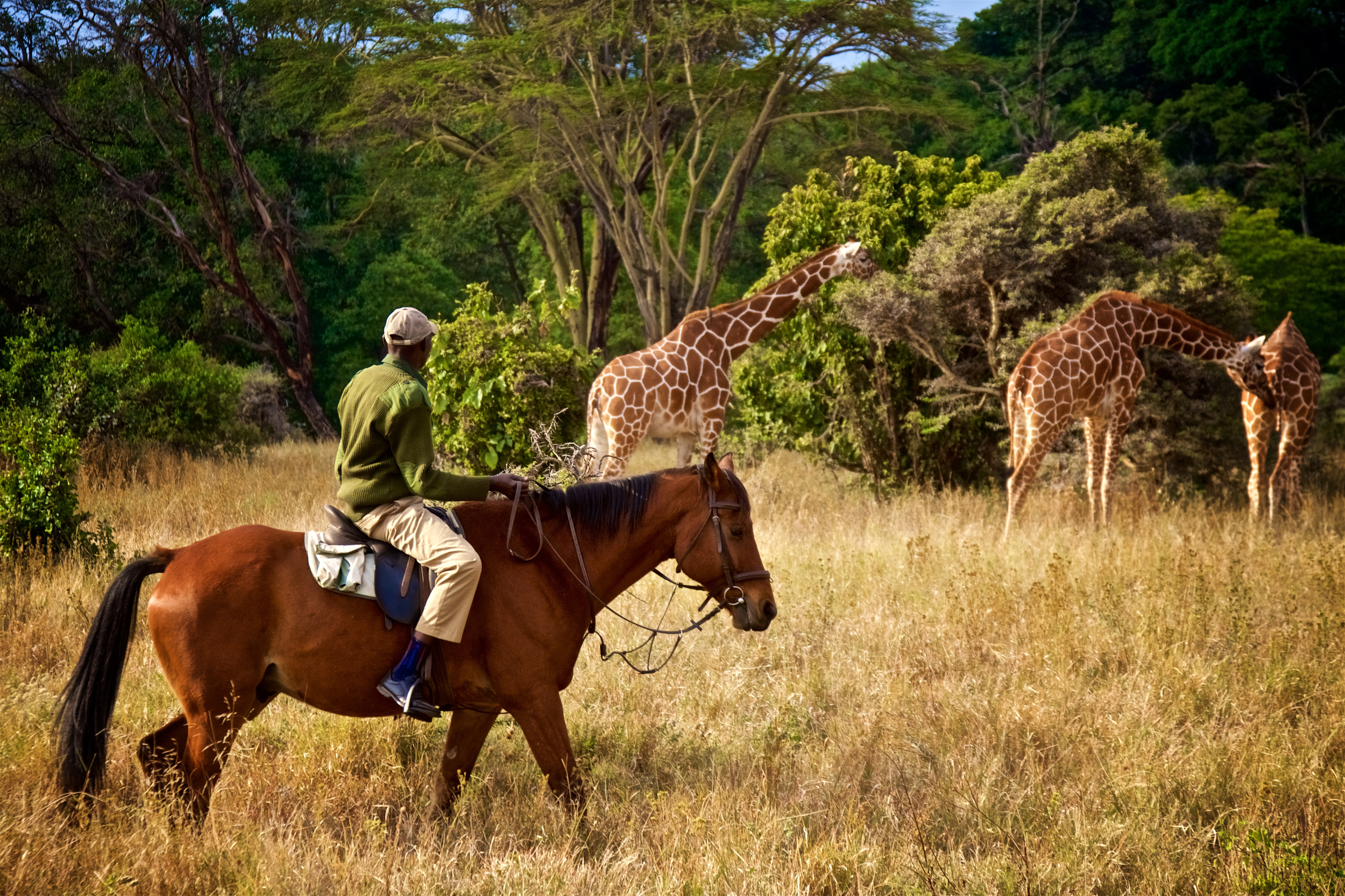<p>Kenya is synonymous with safari. And while it’s exciting to roll around in a jeep spotting lions, cheetahs, and rhinos (oh my), one of the more unique experiences is to do so on horseback. </p><p>You may also like: <a href='https://www.yardbarker.com/lifestyle/articles/too_sweet_24_of_the_oldest_candy_bars_still_available_121923/s1__39111177'>Too sweet: 24 of the oldest candy bars still available</a></p>