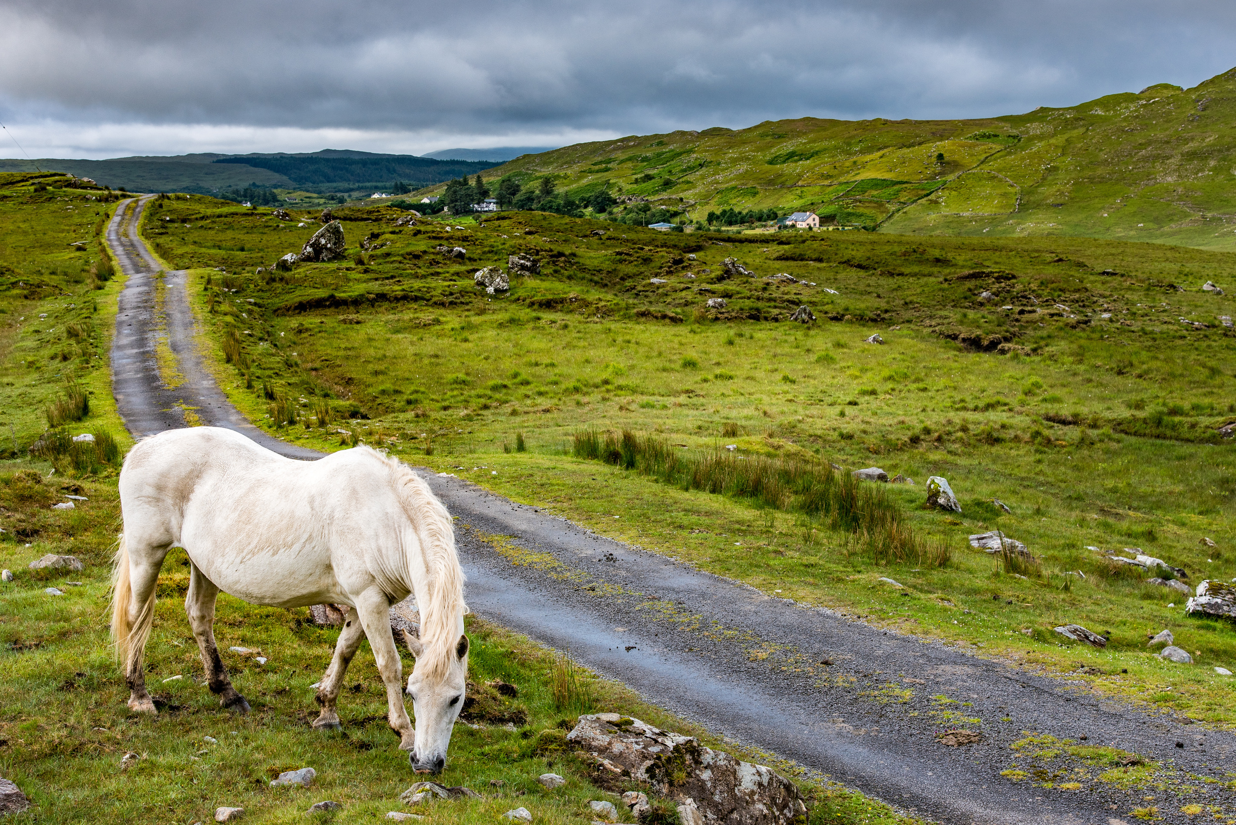 <p>The Emerald Isle is most famous for the native Connemara ponies, with their distinctive long manes and versatility. The breed originates from the country's west coast but can be found around the island, especially if you join one of Ireland’s national pastimes, fox hunting, on your visit.</p><p>You may also like: <a href='https://www.yardbarker.com/lifestyle/articles/20_tips_that_will_keep_your_chicken_moist_on_the_grill_121923/s1__24181486'>20 tips that will keep your chicken moist on the grill</a></p>