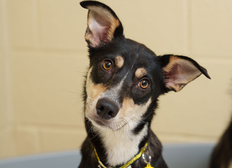 The Perfect Pal For 2024 As Dogs Trust Look For Families To Care For   AA1lKTLg.img