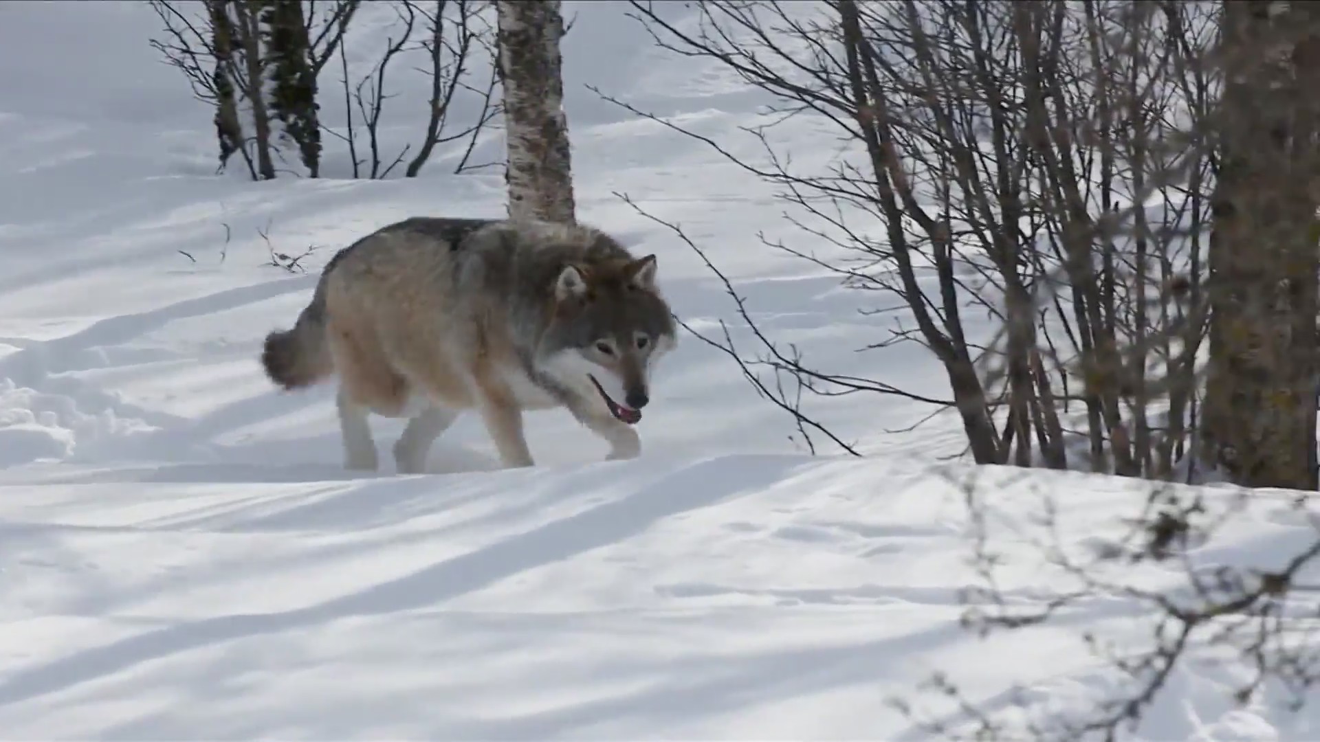 5 Wolves Released In Colorado Reintroduction Plan