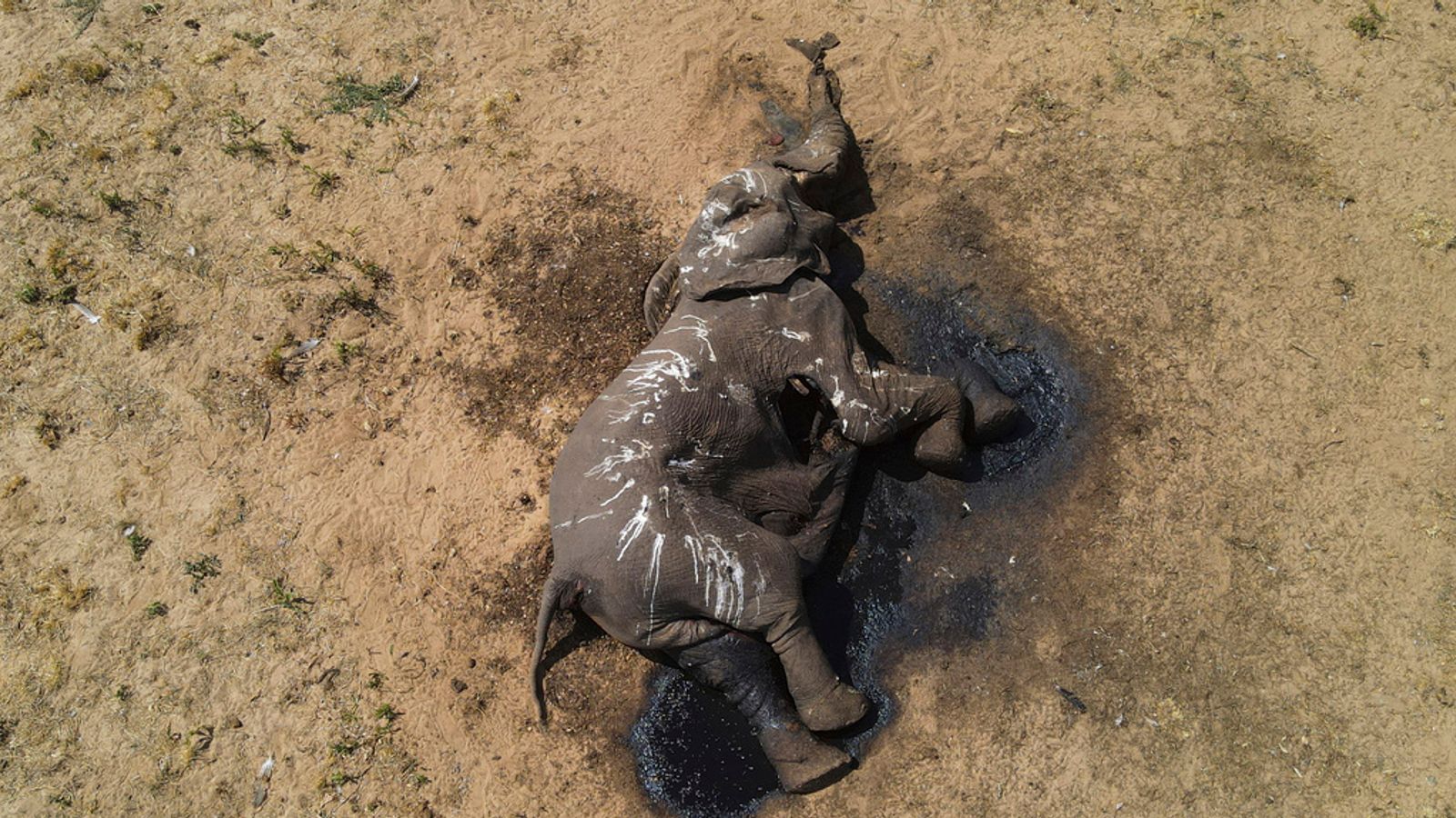 at least 100 elephants die as drought hits zimbabwe's largest national park