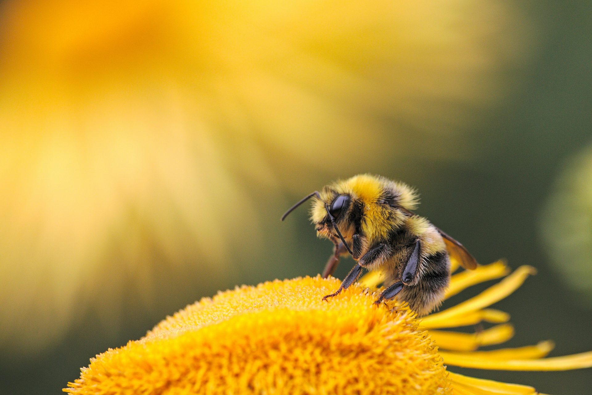 Bees and butterflies