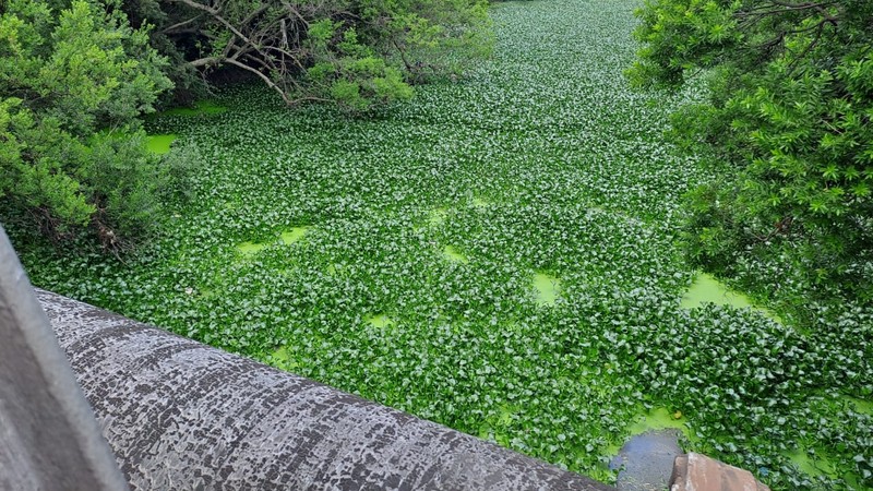 hyacinths impact negatively on water supply in bronkhorstspruit