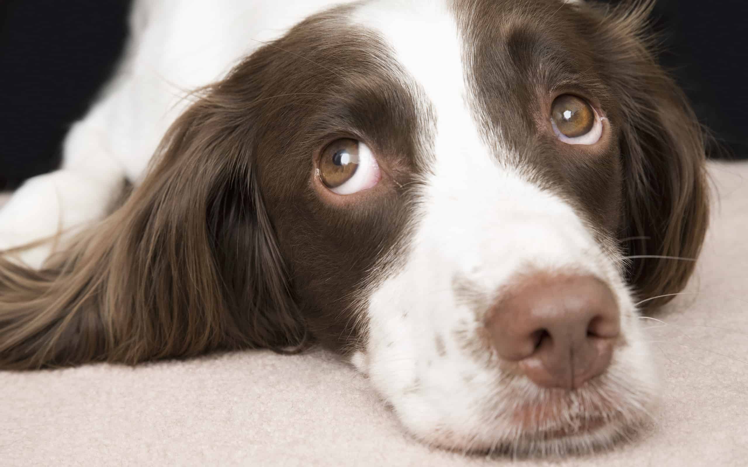 Grooming your English Springer Spaniel 6 Steps