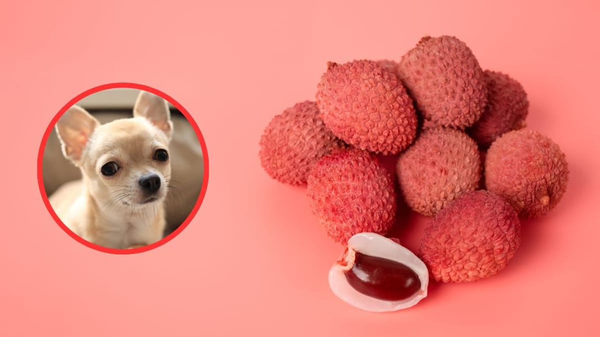 Dürfen Hunde Litschi essen?