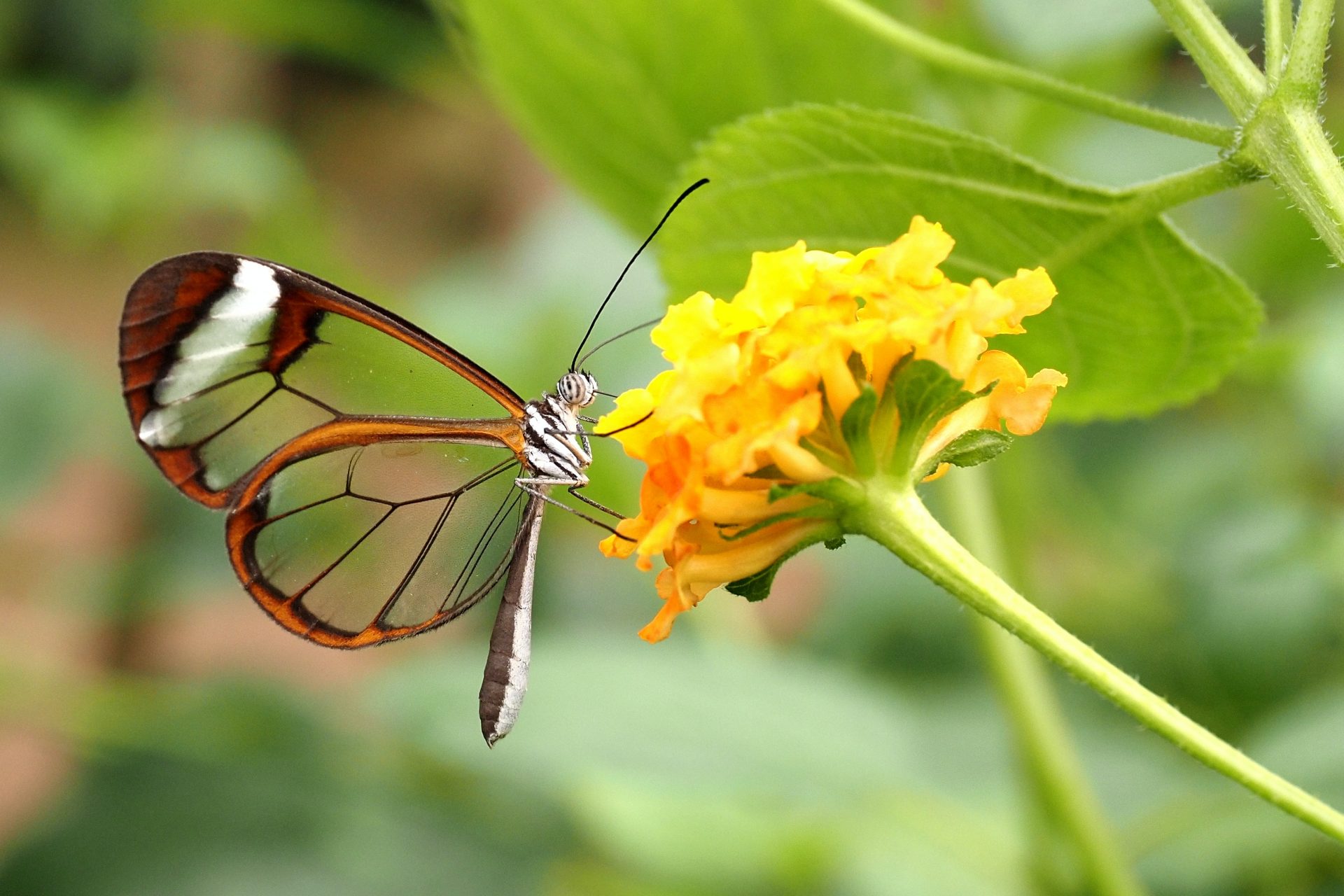 The butterfly effect